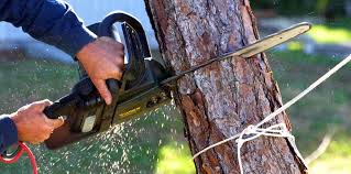 Best Tree and Shrub Care  in Petoskey, MI