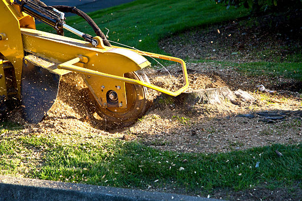 Why Choose Our Tree Removal Services in Petoskey, MI?