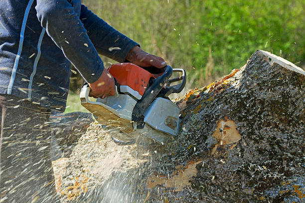 Lawn Grading and Leveling in Petoskey, MI